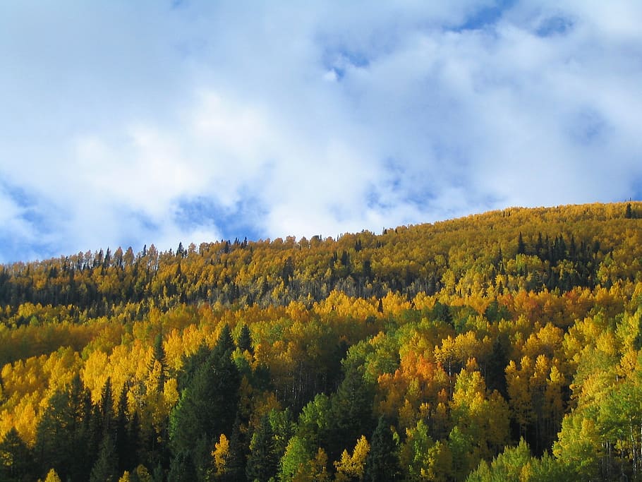 fall, trees, fall colors, sky, cloud, autumn, nature, colorado HD wallpaper