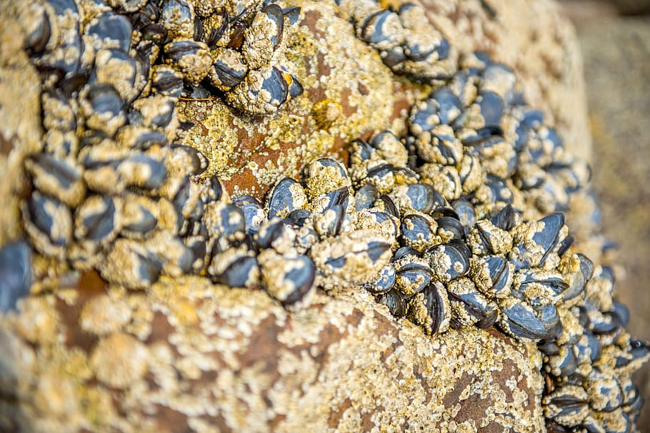 open shell, quiet, beautiful, detail, stone, close up view HD wallpaper