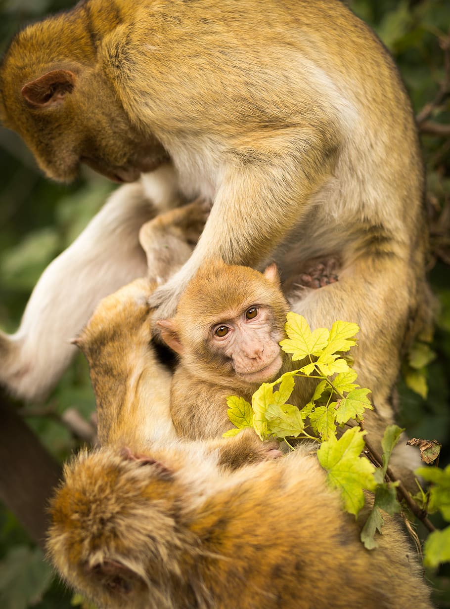 several monkeys on tree during day, monkeys hugging each other HD wallpaper