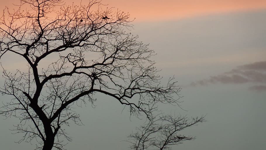 trees, evening, sky, bare tree, plant, branch, tranquility HD wallpaper