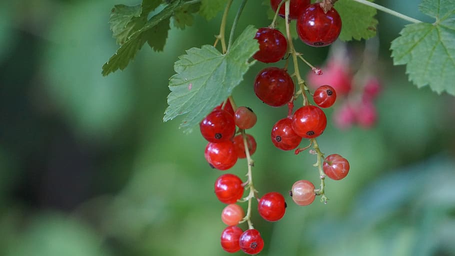 fruit, currants, macro, food and drink, red, healthy eating HD wallpaper