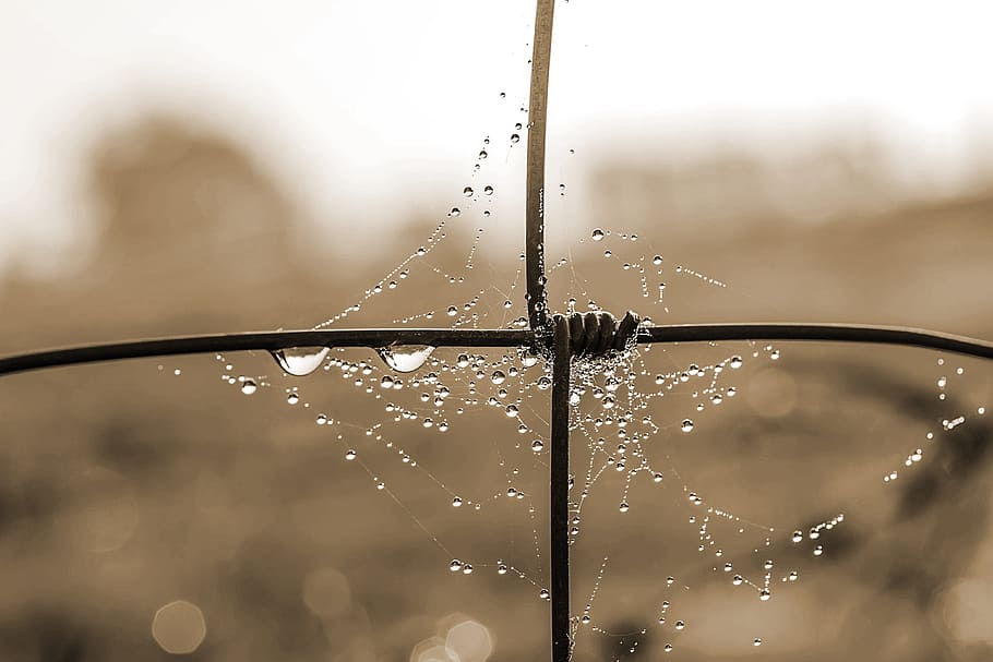 Cobweb, Dewdrop, Raindrop, drop of water, spider web with water beads HD wallpaper
