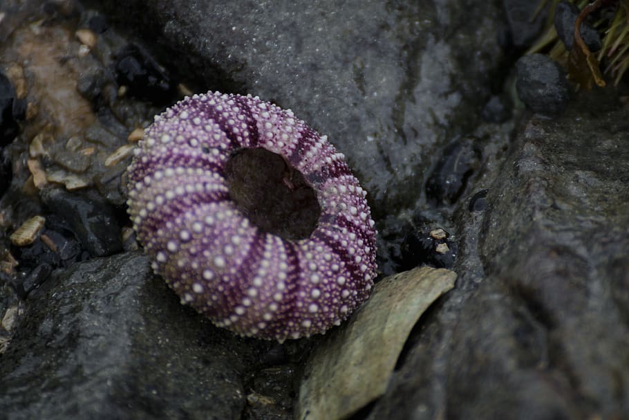 sea, ocean, water, beach, shell, plant, close-up, nature, no people HD wallpaper