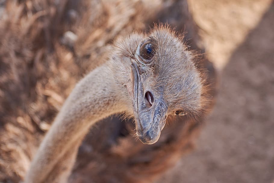 strauss, bird, runners, bill, ostrich, animal, big bird, feather HD wallpaper