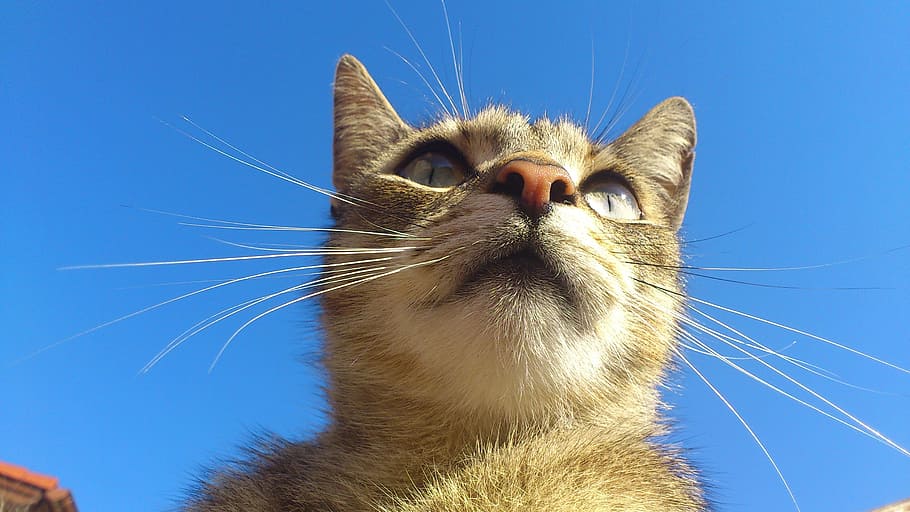 orange tabby cat close up photography, homemade, felines, predator HD wallpaper