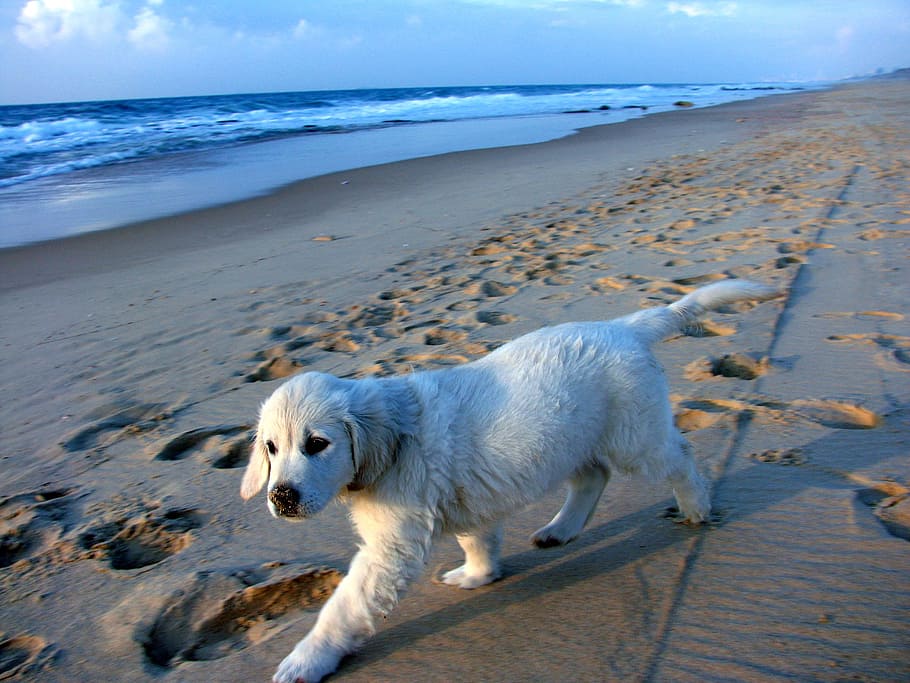 short-coated white on sea sand, puppy, coast, waves, blue, israel HD wallpaper