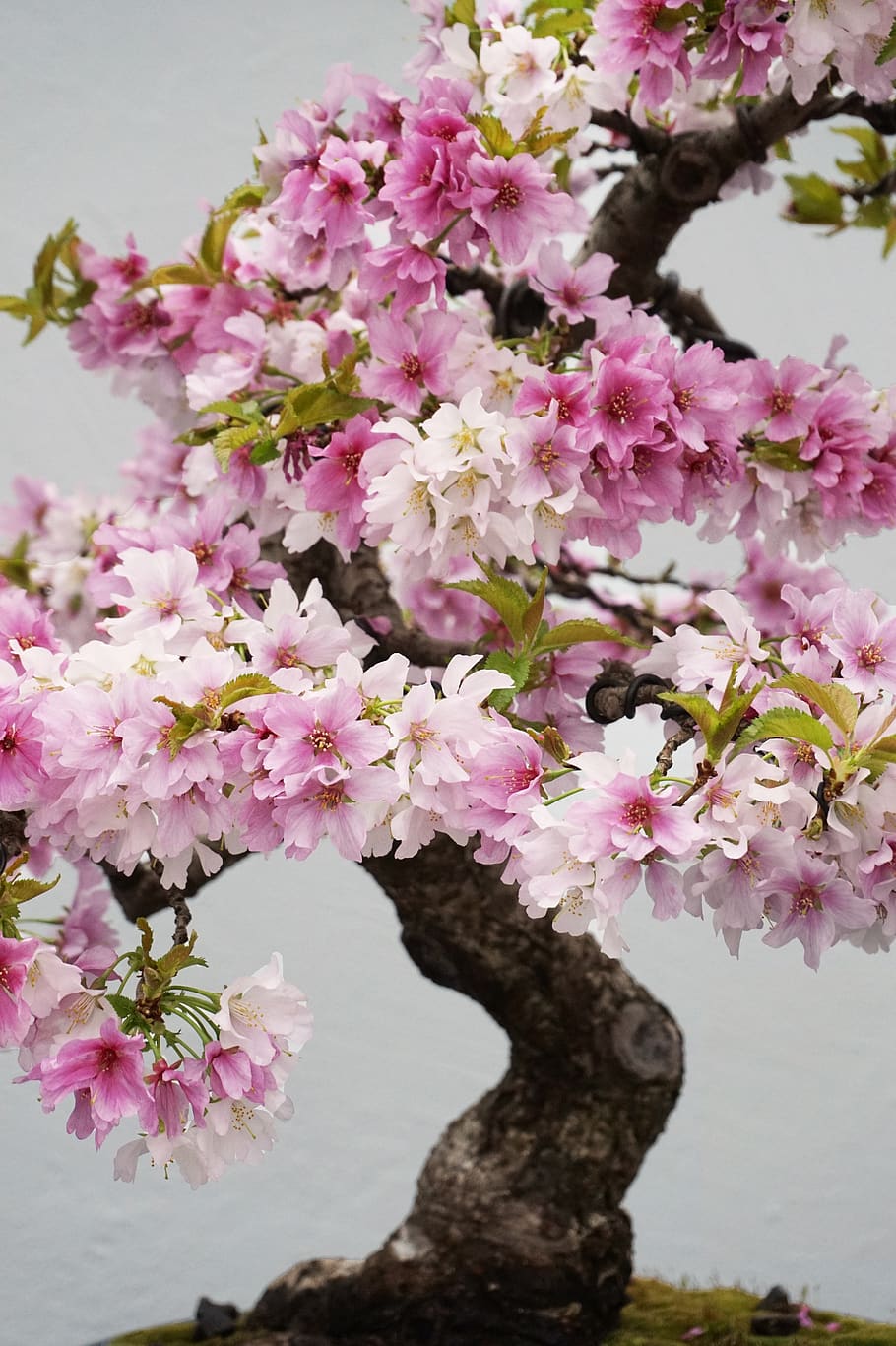 flower, flora, branch, cherry, tree, flowering plant, vulnerability HD wallpaper