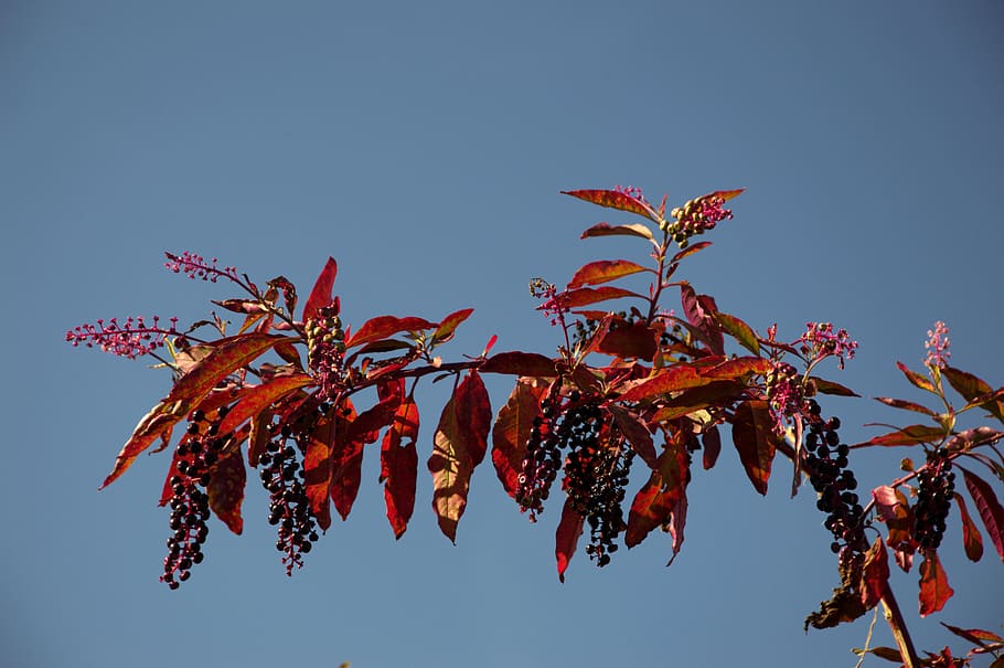berry, bunch, nature, sky, low angle view, plant, growth, leaf HD wallpaper