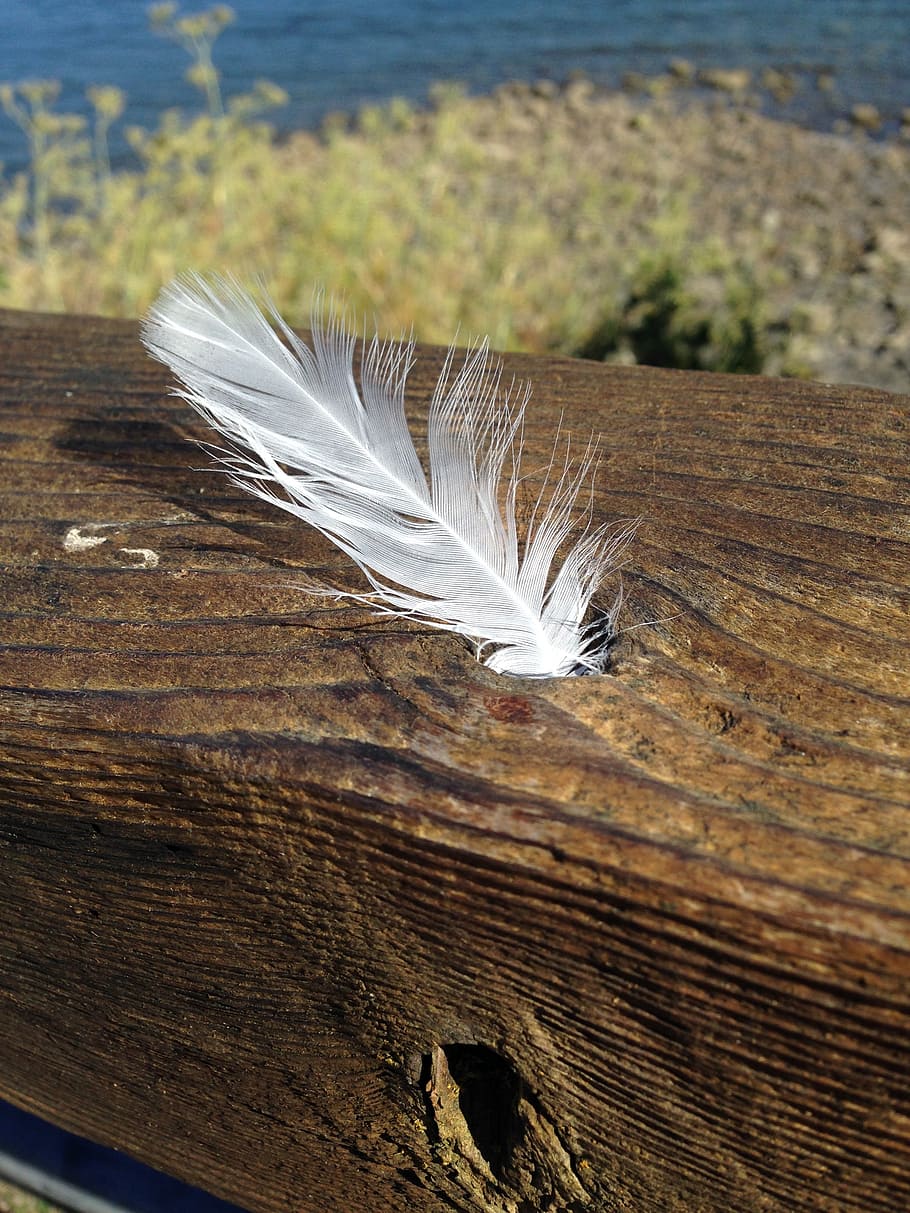 white feather, peace, love, hope, dom, symbol, sign, spirituality HD wallpaper