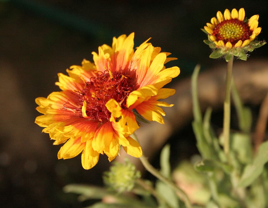sunflower, helianthus, red, orange, yellow, fire, fiery, plant HD wallpaper