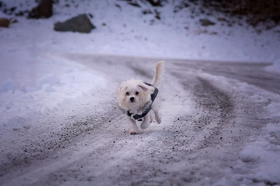 dog, young dog, maltese, white, small, cute, sweet, animal, HD wallpaper