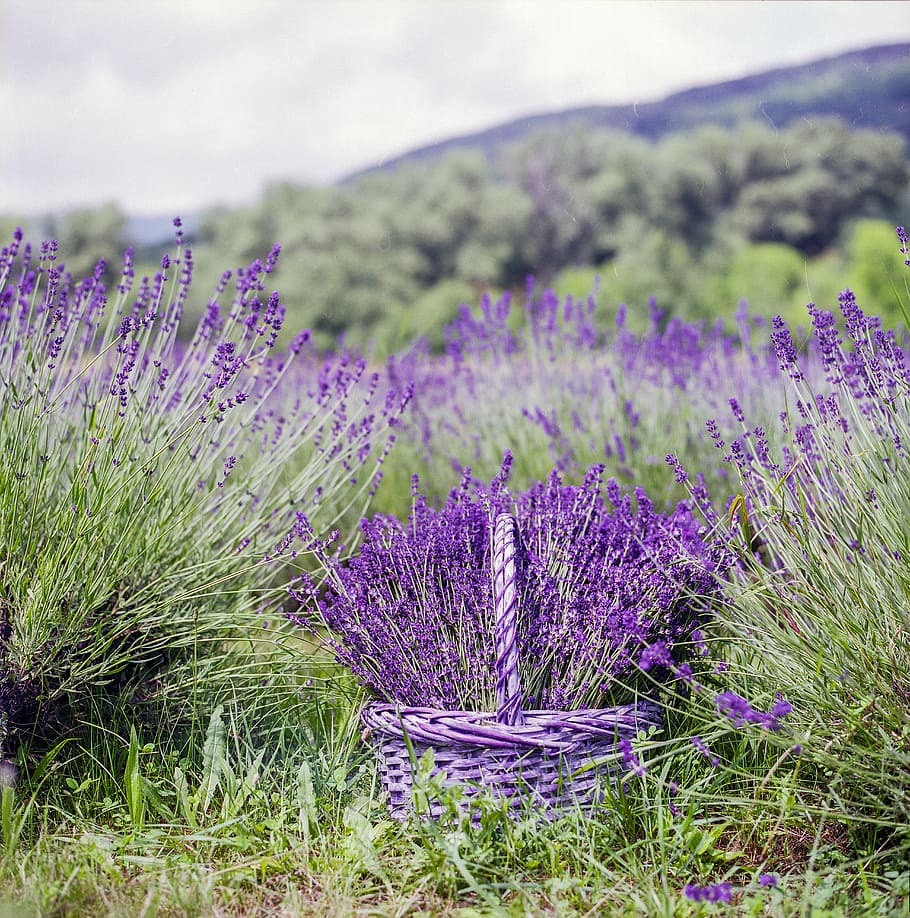 selective focus photography of lavender flower field, basket HD wallpaper