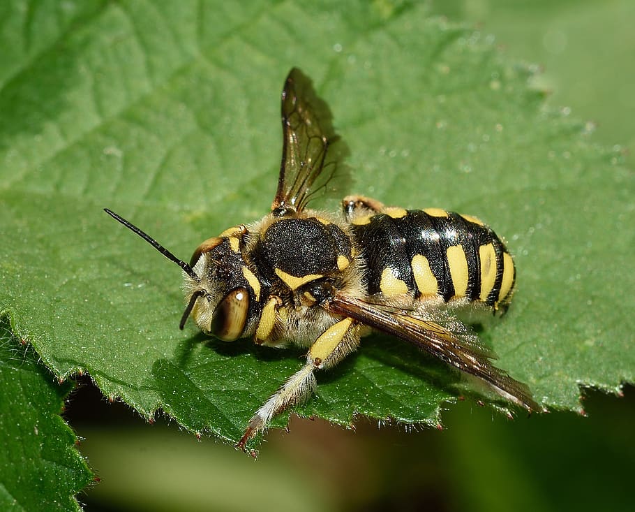 insects, wasp, macro, animal themes, animal wildlife, animals in the wild HD wallpaper