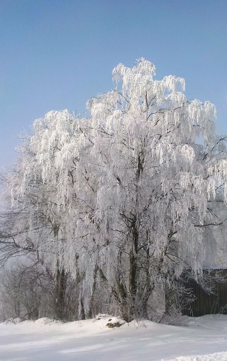 tree, frost, winter, sunshine, cold, hoarfrost, sky, snow, cold temperature HD wallpaper