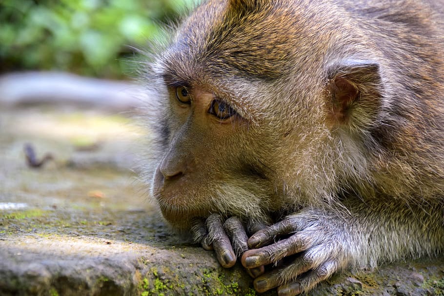 Bali, Indonesia, Travel, Ubud, monkey forest, nature, animal, HD wallpaper