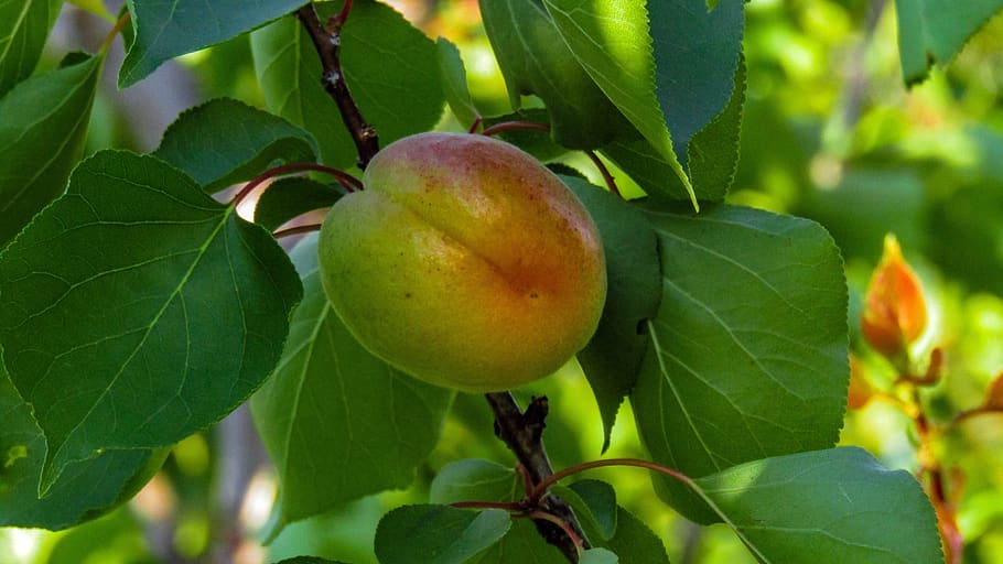 peach, fruit, leaf, nature, tree, branch, trees, food, plant part HD wallpaper