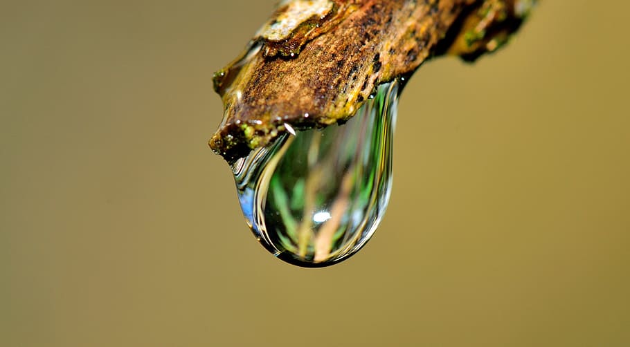 water drop on beige stick in-close up photo, grass, rain, nature HD wallpaper