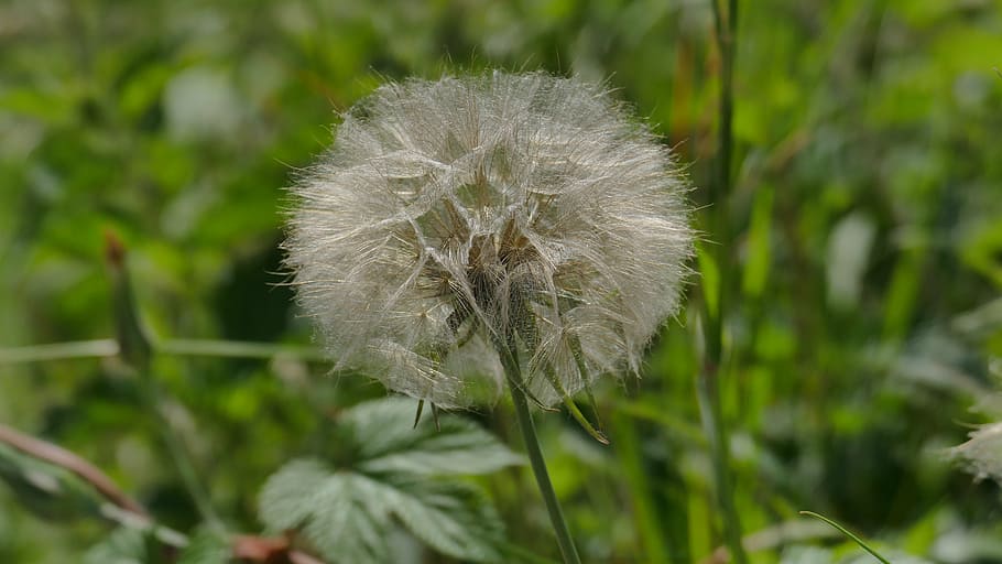 dandelion, meadow, spring, seeds, plant, pointed flower, close HD wallpaper