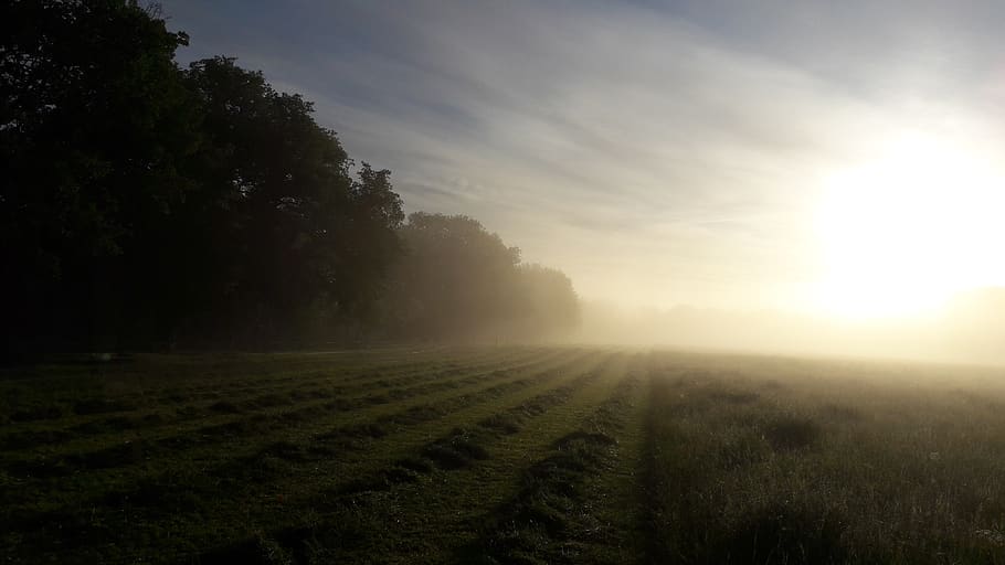 hay, cup, grass, agriculture, forage, sky, landscape, plant HD wallpaper