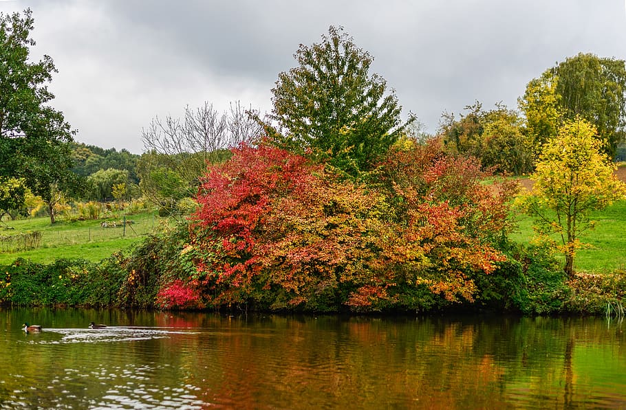 pond, autumn, landscape, tree, plant, water, lake, beauty in nature HD wallpaper
