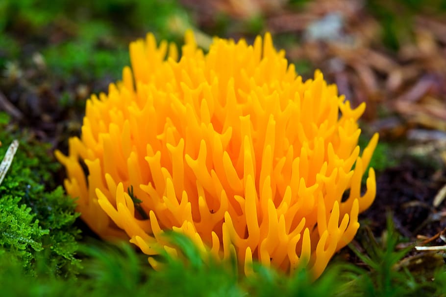 wild, mushroom, close, green, wood, forest, tiny, yellow, fire HD wallpaper