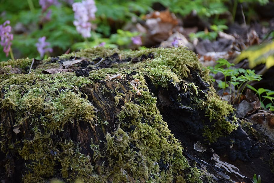 tree stump, old, rot, nature, overgrown, weathered, dead, moss HD wallpaper