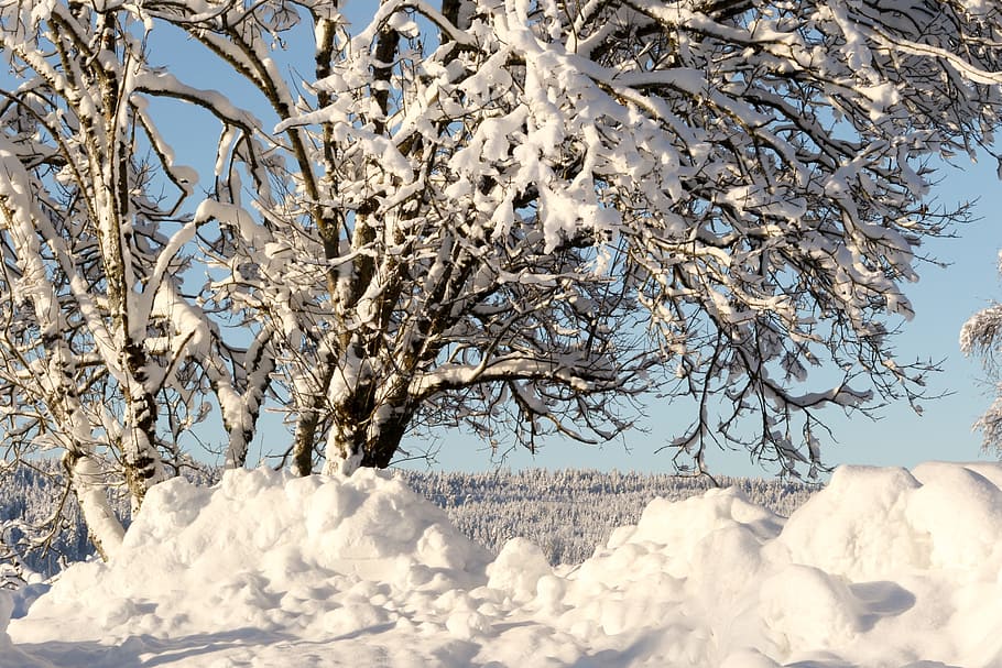 winter, tree, snow, frost, cold, cold temperature, plant, white color HD wallpaper