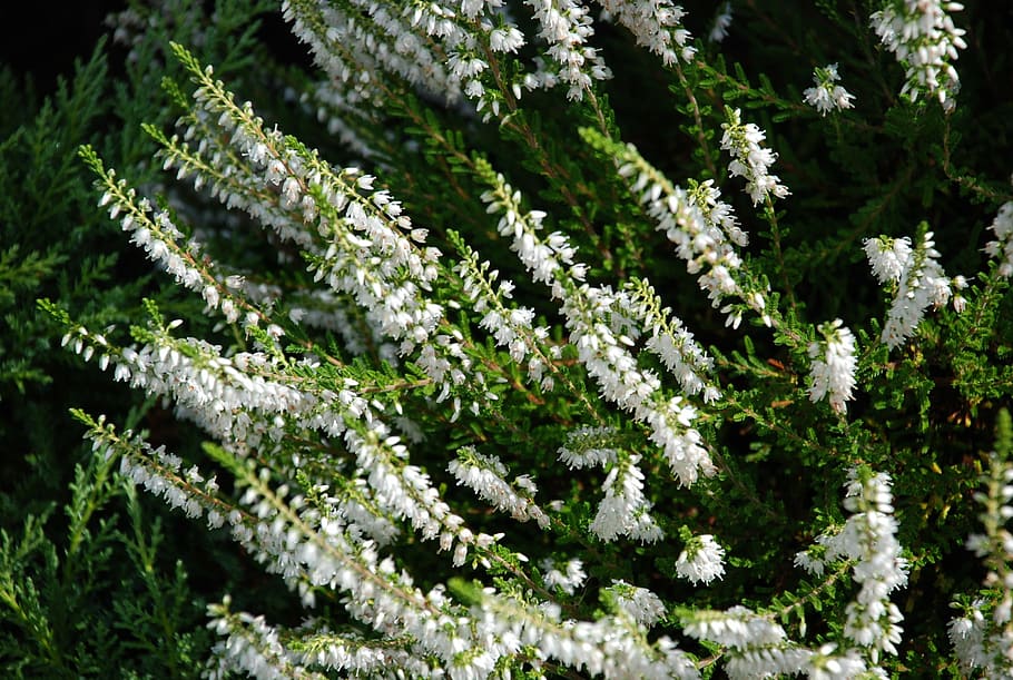 needle, flowers, green, coniferous, the plot, plant, closeup HD wallpaper