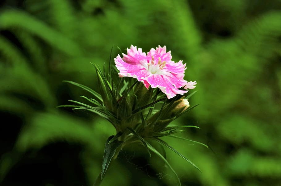 flower, carnation, carnation pink, flowering plant, freshness HD wallpaper