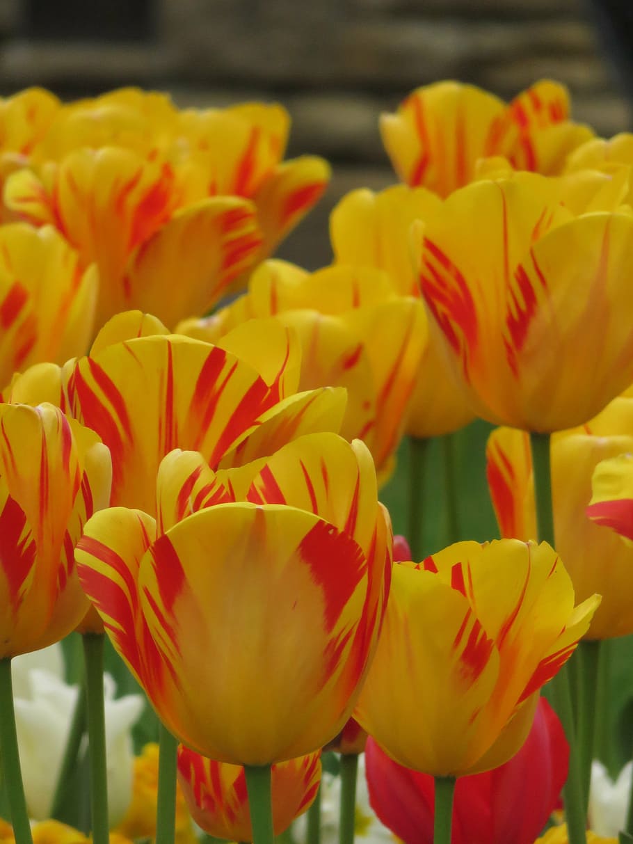 tulips, spring, flower, colorful, yellow, bright, park, springtime HD wallpaper