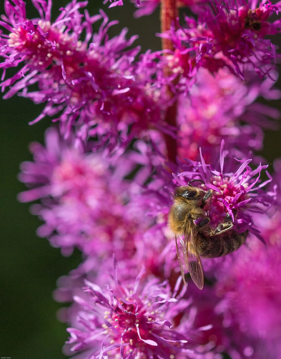 prachtspiere, astilbe, bee, insect, garden astilbe, red, close HD wallpaper