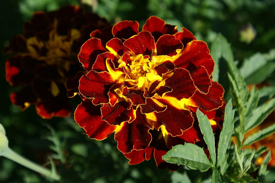 marigold, garden, nature, plant, leaf, red, flower, beauty in nature HD wallpaper
