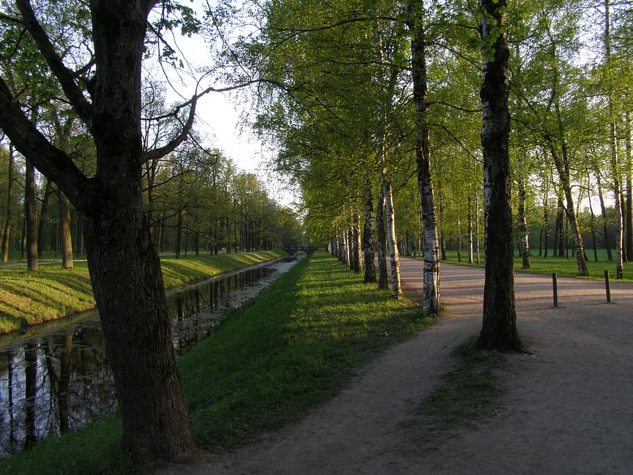 Trees, Walkway, Spring, Park, green, water channel, environment HD wallpaper
