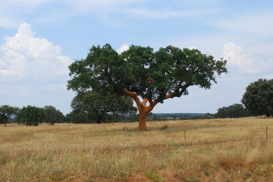 tree, cork, landscape, campaign, plant, field, sky, nature HD wallpaper