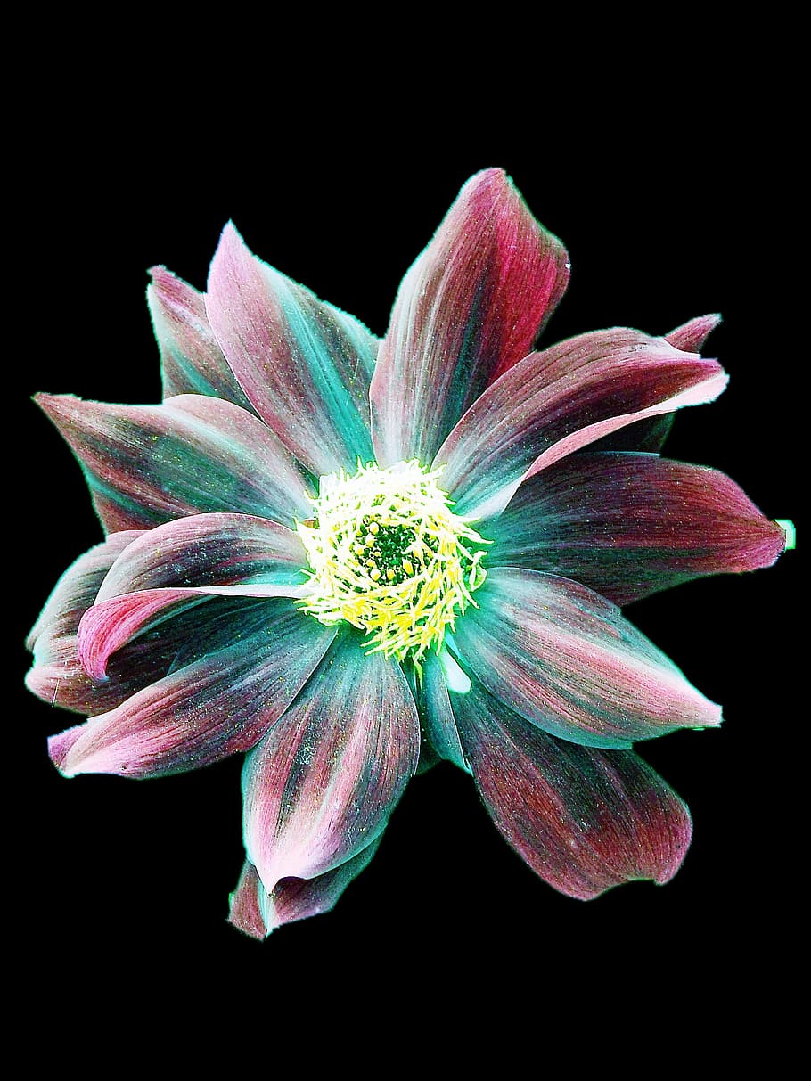 flower, multicolor, colors, black background, flowering plant HD wallpaper