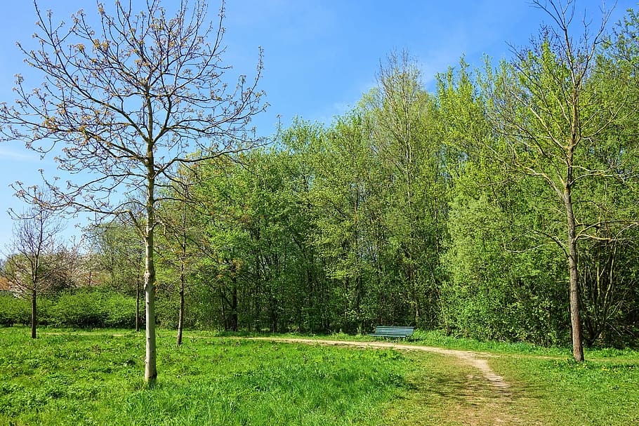 green grass field, tree, path, park, bench, landscape, spring foliage HD wallpaper