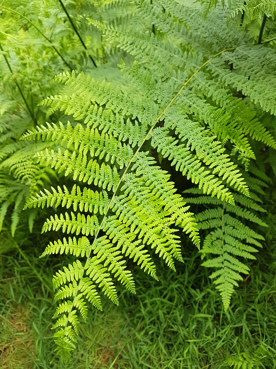fern, plant, nature, leaf, green color, growth, plant part HD wallpaper