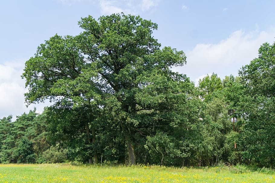 nature, tree, landscape, big tree, plant, green color, growth HD wallpaper
