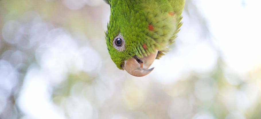 green bird, closeup photography of green bird, parrot, bokeh HD wallpaper
