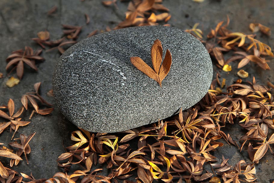 rock, leaves, autumn, close-up, leaf, nature, no people, plant part HD wallpaper