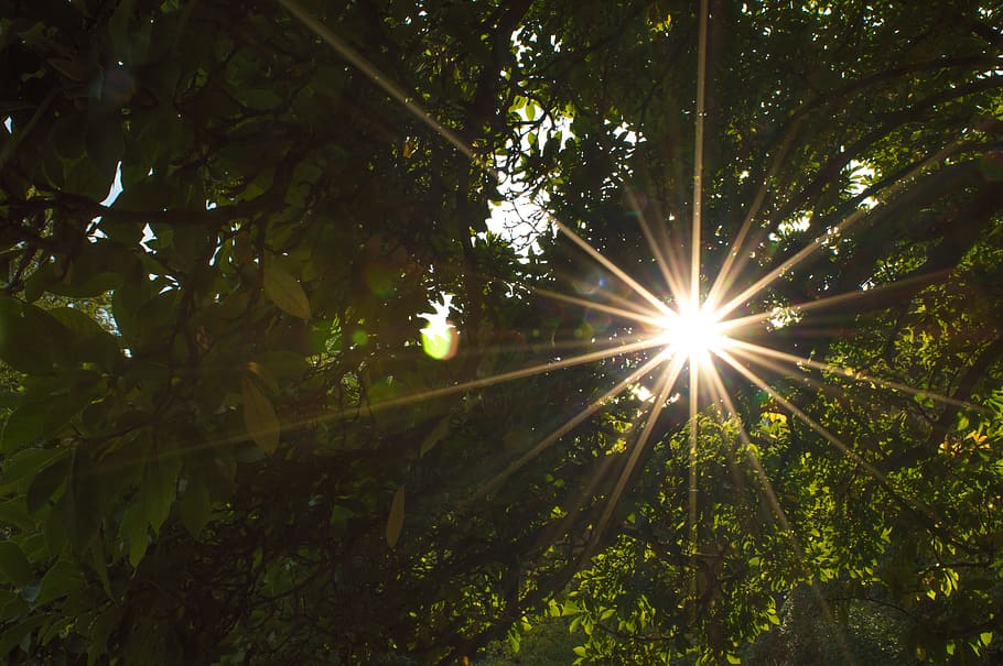 sun rays passing through leaves, back light, without effects HD wallpaper