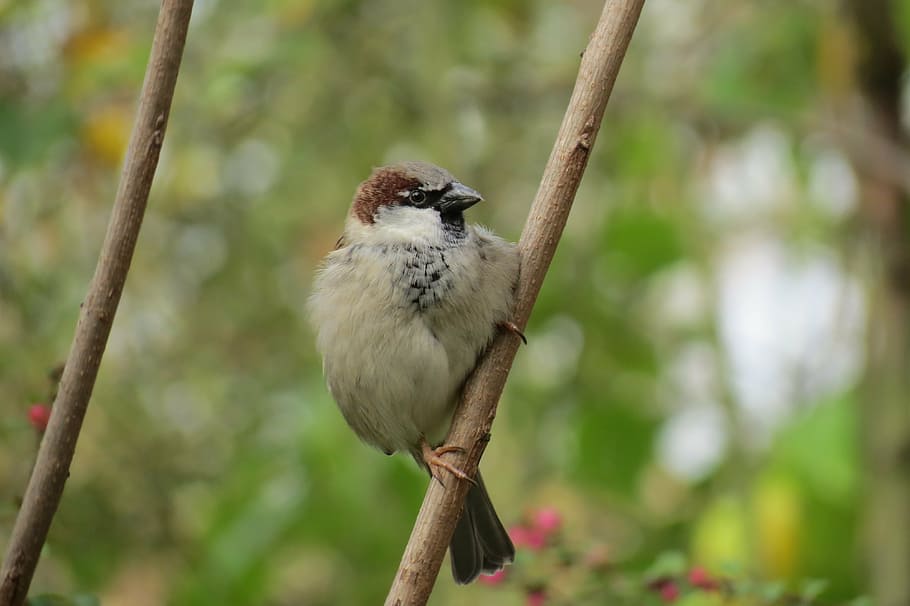 sparrow, bird, nature, sparrows, animal, feather, animal themes HD wallpaper