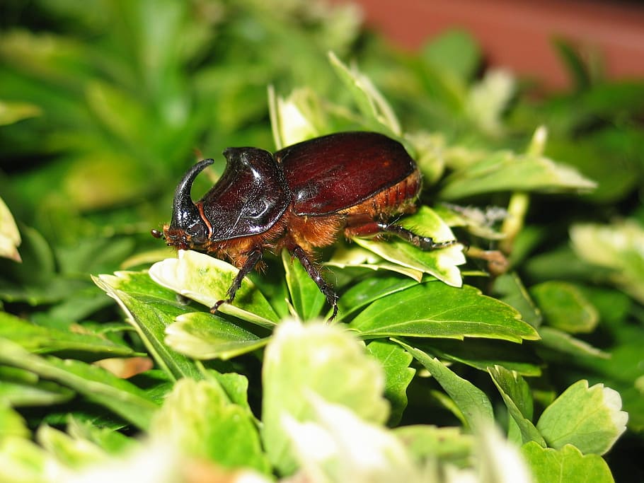 Beetle, Insect, Close, Leaves, large, animal, nature, wildlife HD wallpaper