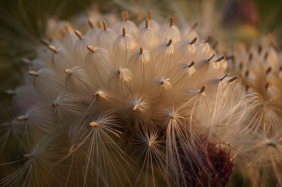 white petaled flowers, thistle, bloom, mag, plant, nature, meadow HD wallpaper