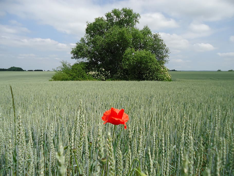 Field, Tree, Grain, Red Weed, green, poppy, growth, rural scene HD wallpaper