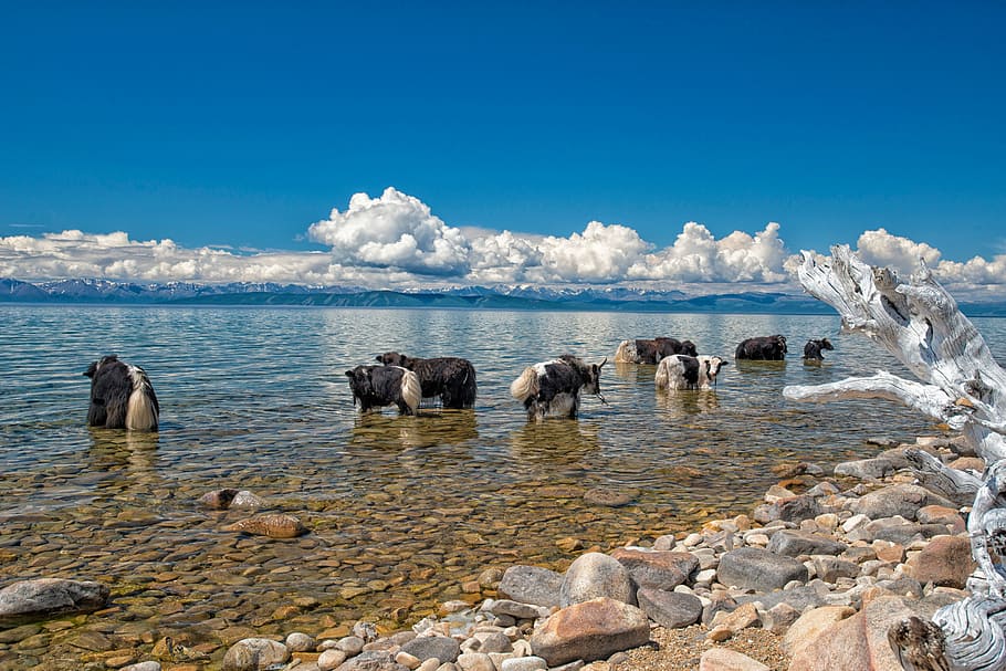 Lake, Fax, Yak, Grazing, fax lake, in the northern part of mongolia