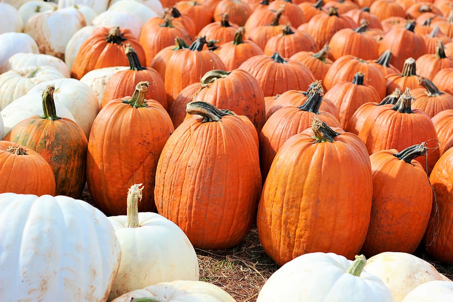 pumpkins, halloween, october, orange, white, autumn, stem, holiday, HD wallpaper