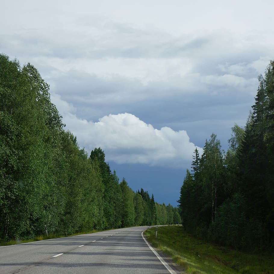 empty curved road between pine trees at daytime, finnish, summer HD wallpaper