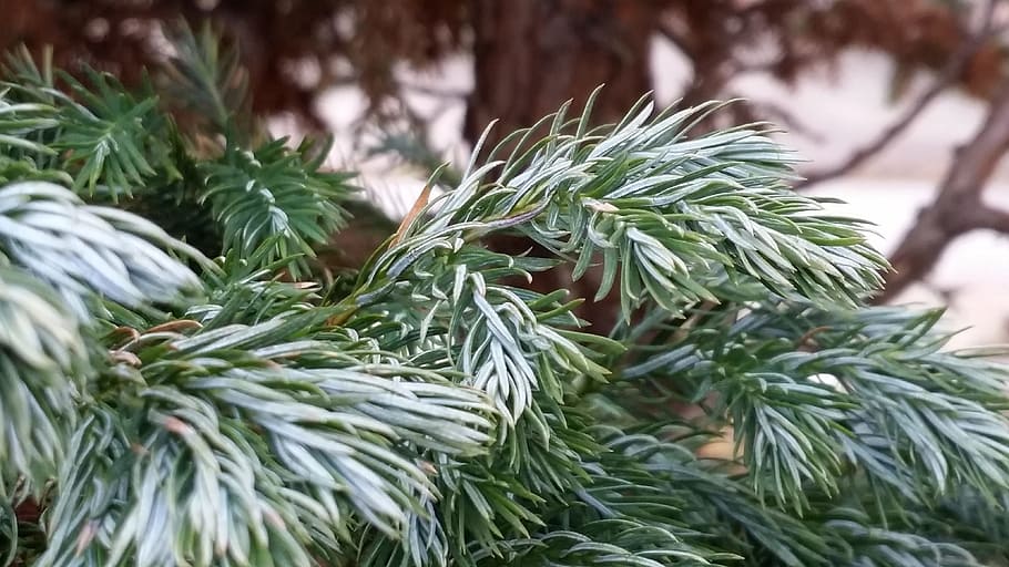 Evergreen, Green, Spring, Nature, Plant, forest, natural, trunk HD wallpaper