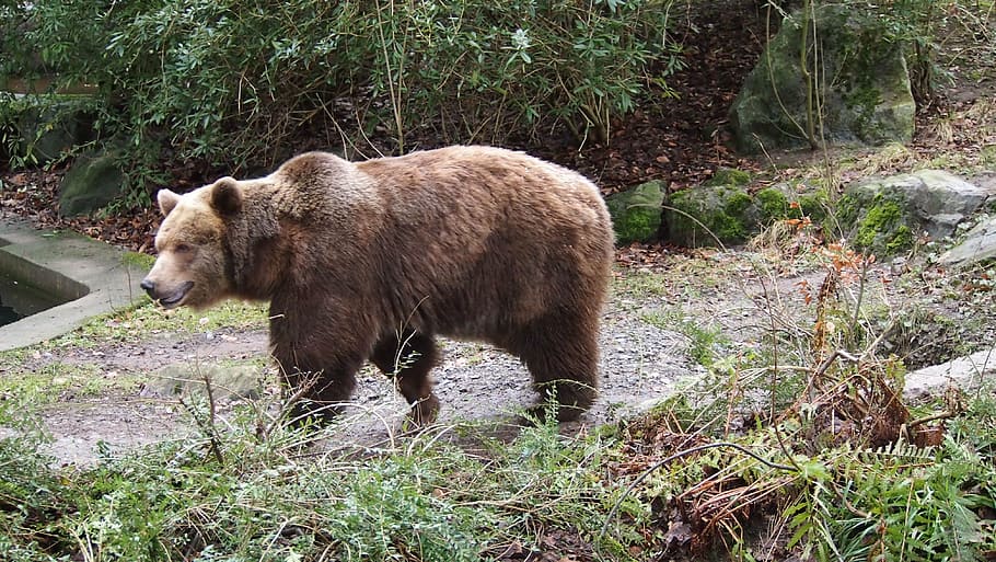 brown bear, zoo, wuppertal, animal wildlife, animal themes, HD wallpaper